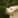 語り犬