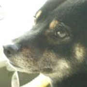 あぴこ