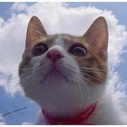 cafistar